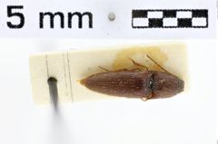 Foto (Dorsalansicht) von Melanotus probatus (Platia & Schimmel, 2001)